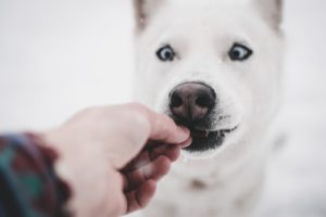 Comida Barf para perros