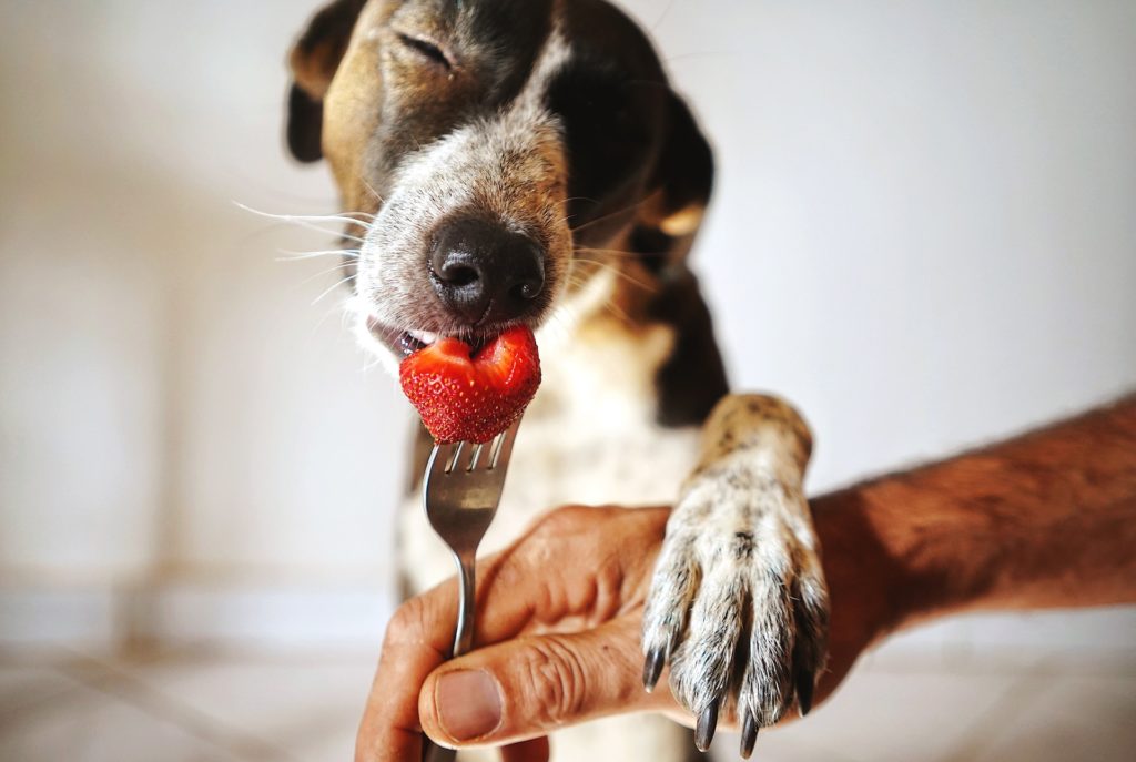 la comida Barf para perros